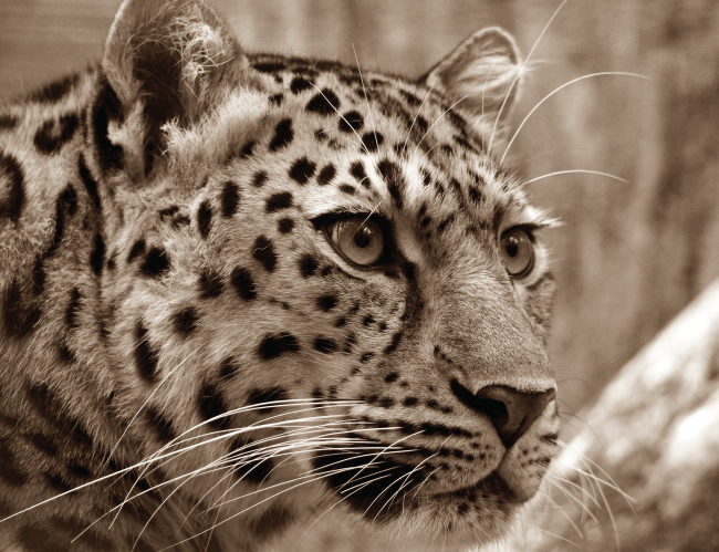 Tablou canvas : Pantera [4]