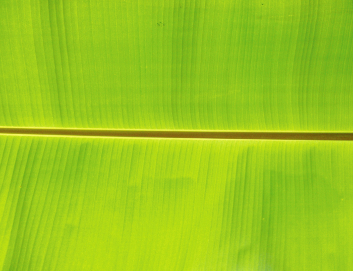 Tablou canvas : Simetrie naturala [4]