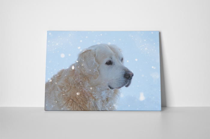Tablou canvas : Golden retrieve [2]