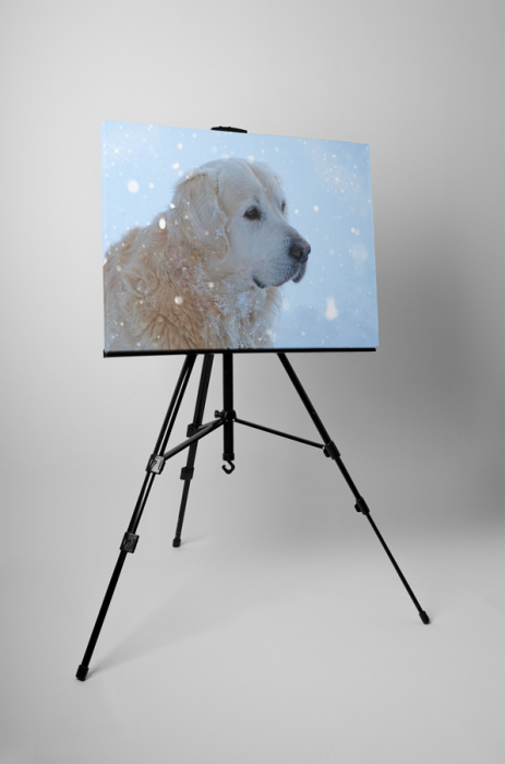 Tablou canvas : Golden retrieve [3]
