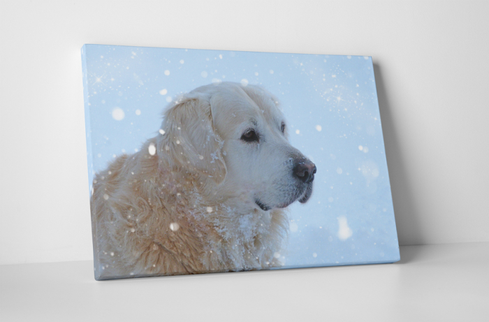 Tablou canvas : Golden retrieve [1]