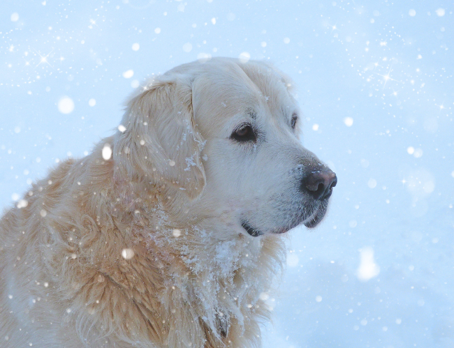 Tablou canvas : Golden retrieve [4]