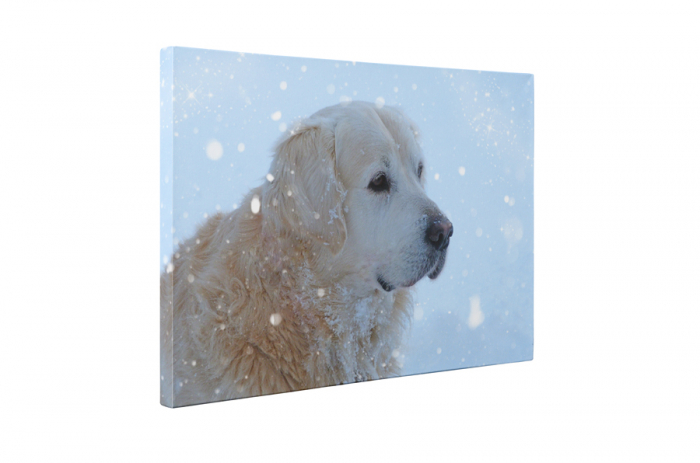 Tablou canvas : Golden retrieve [5]