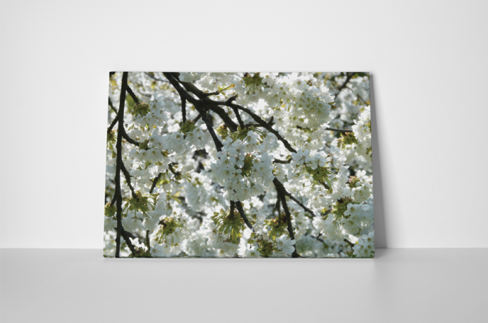 Tablou canvas : Mar inflorit [2]