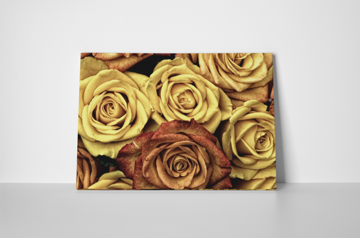 Tablou canvas : Trandafiri colorate [2]