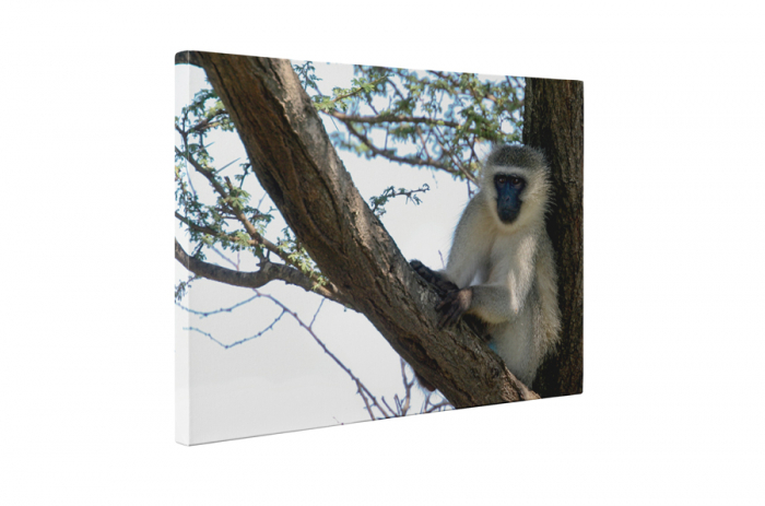 Tablou canvas : Maimuta pe copac [5]