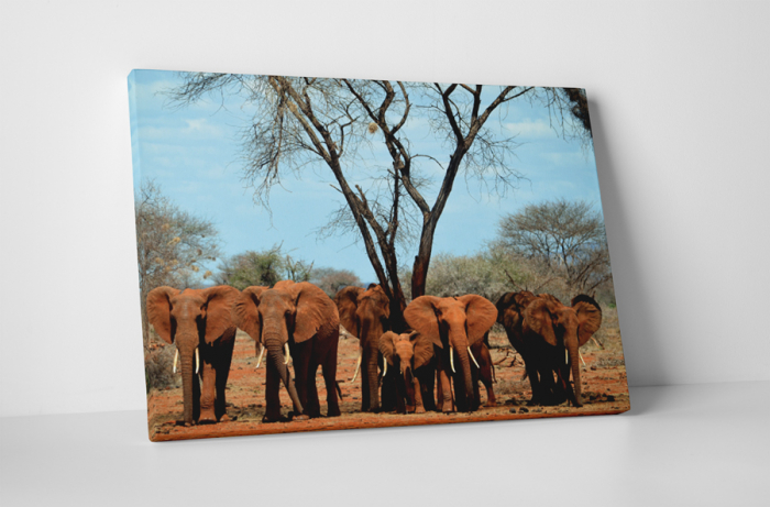 Tablou canvas : Familia de elefanti [1]