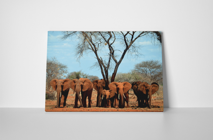 Tablou canvas : Familia de elefanti [2]
