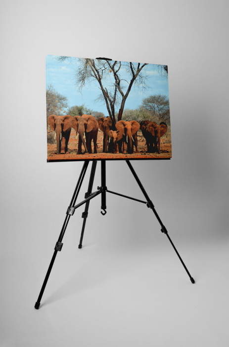 Tablou canvas : Familia de elefanti [3]