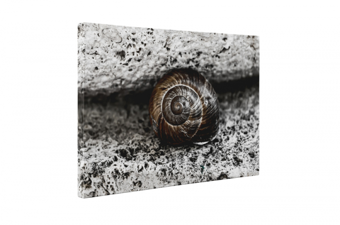 Tablou canvas : Melcusor [5]