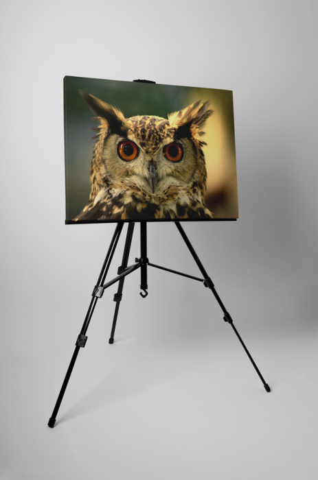 Tablou canvas : Ochi de bufnita [3]
