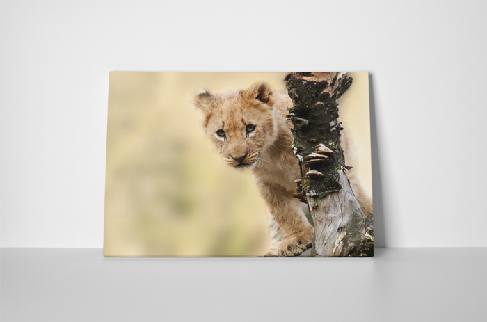 Tablou canvas : Pui de puma [2]