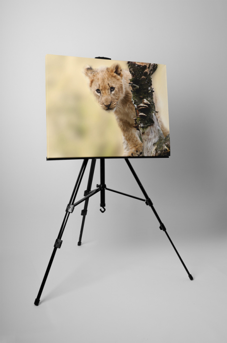 Tablou canvas : Pui de puma [3]