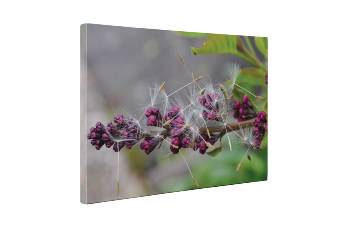 Tablou canvas : Liliac si papadie [5]
