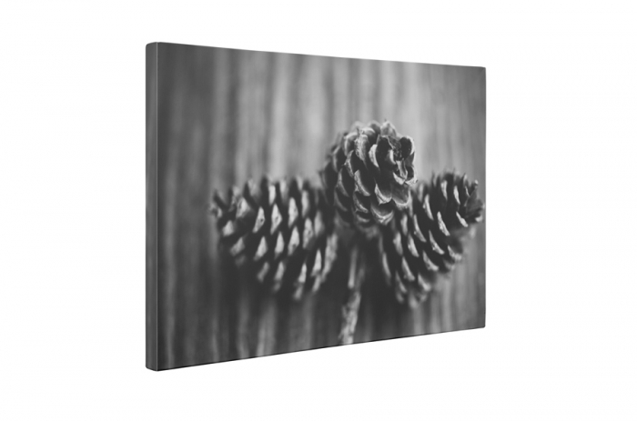 Tablou canvas : Conuri [5]