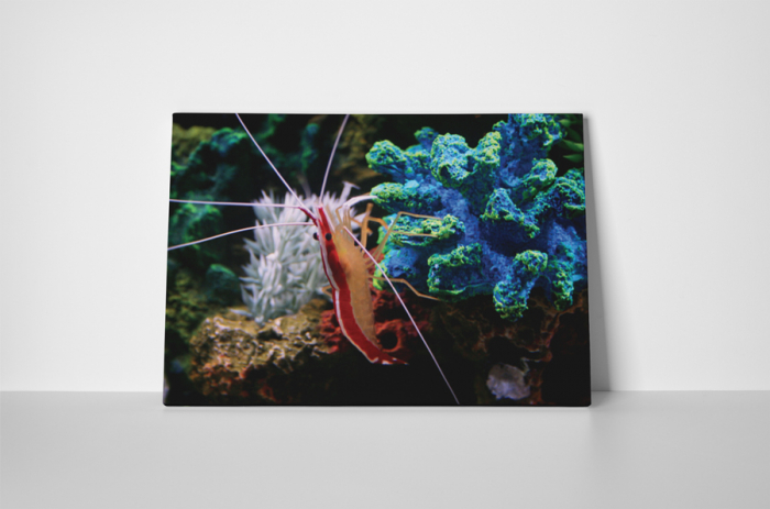 Tablou canvas : Krill [2]