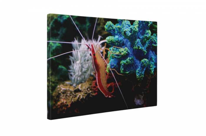 Tablou canvas : Krill [5]