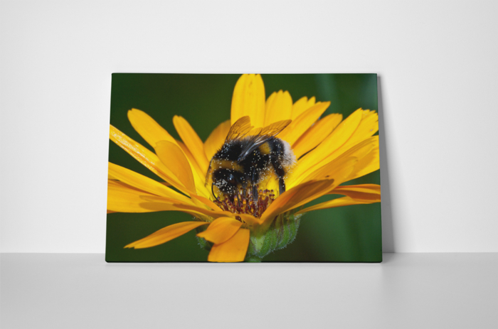 Tablou canvas : Gerbera si albinuta [2]