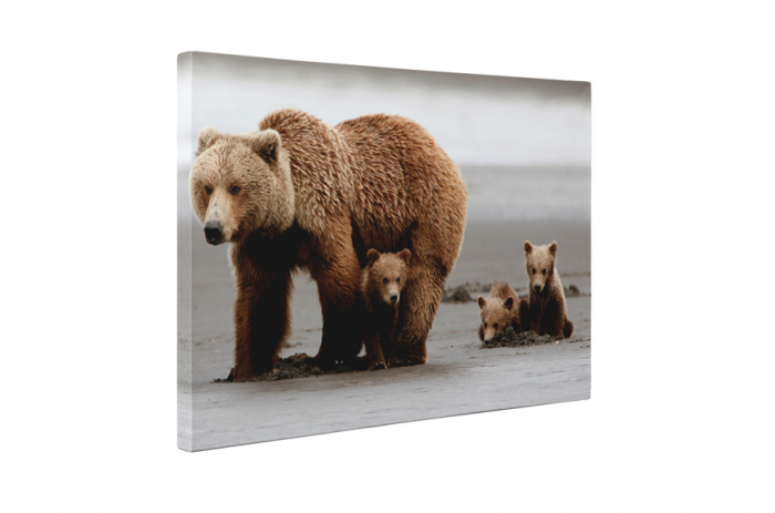 Tablou canvas : Familie de ursi [5]
