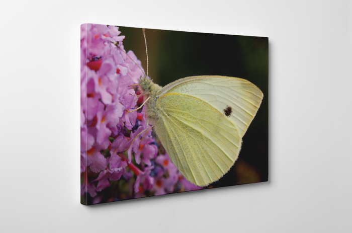 Tablou canvas : Un fluture [2]