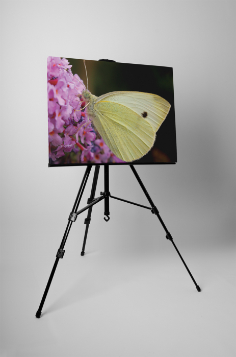 Tablou canvas : Un fluture [3]