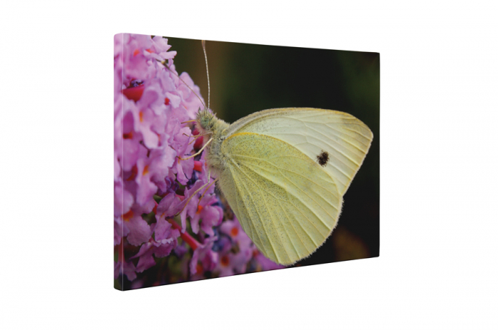 Tablou canvas : Un fluture [5]