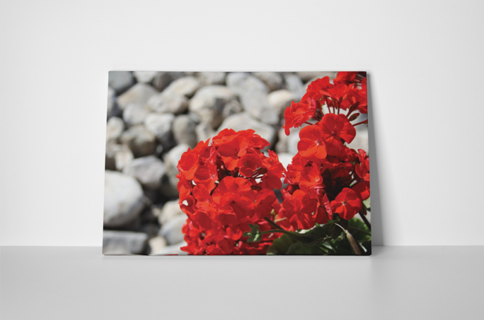 Tablou canvas : Muscata rosie [2]