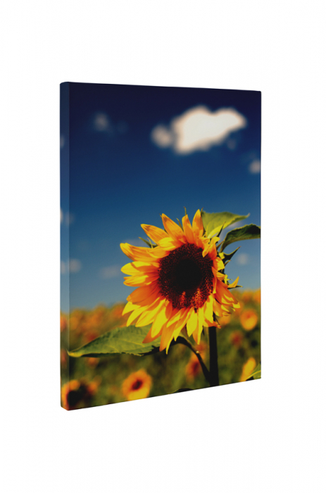 Tablou canvas : Floarea soarelui vara [5]