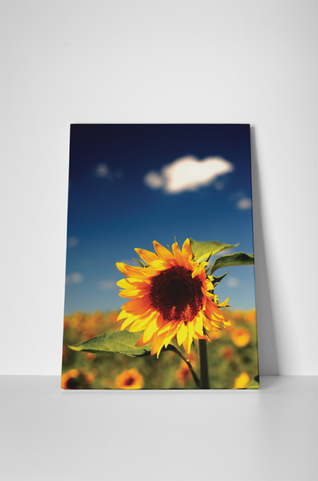 Tablou canvas : Floarea soarelui vara [2]