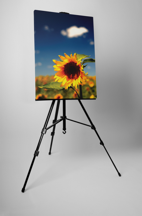 Tablou canvas : Floarea soarelui vara [3]