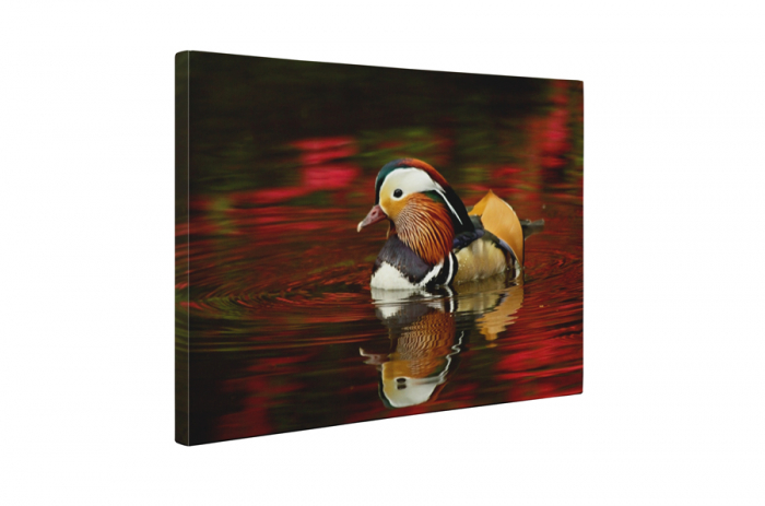 Tablou canvas : Rata mandarin [5]