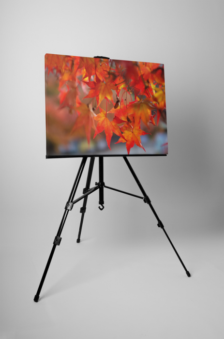 Tablou canvas : Frunze de artar [3]