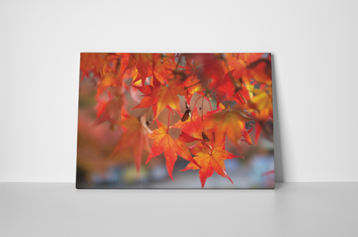 Tablou canvas : Frunze de artar [2]