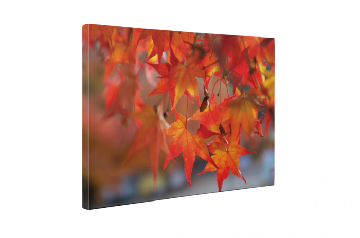 Tablou canvas : Frunze de artar [5]