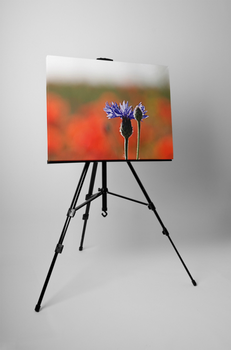 Tablou canvas : Floare mov [3]
