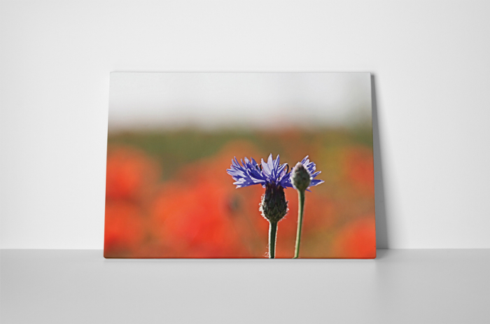 Tablou canvas : Floare mov [2]