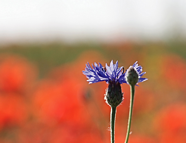 Tablou canvas : Floare mov [4]