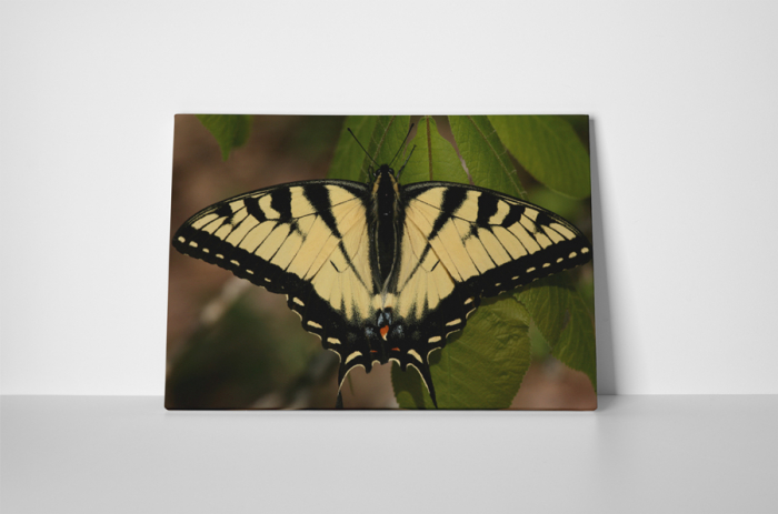 Tablou canvas : Papilionidae galbena [2]