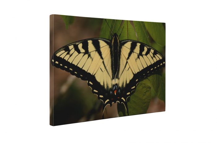Tablou canvas : Papilionidae galbena [5]