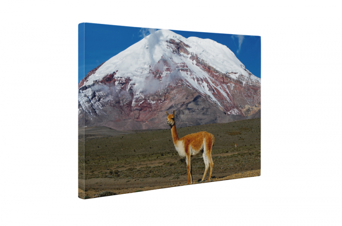 Tablou canvas : Lama [5]