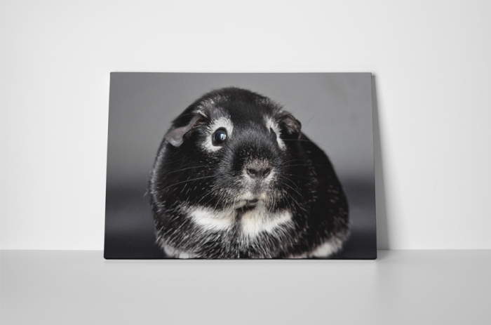 Tablou canvas : Porcusor de Guineea speriat [2]