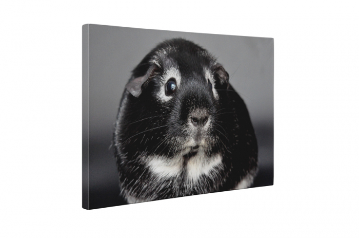 Tablou canvas : Porcusor de Guineea speriat [5]