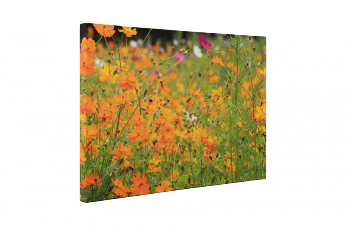 Tablou canvas : Floricele portocalii [5]