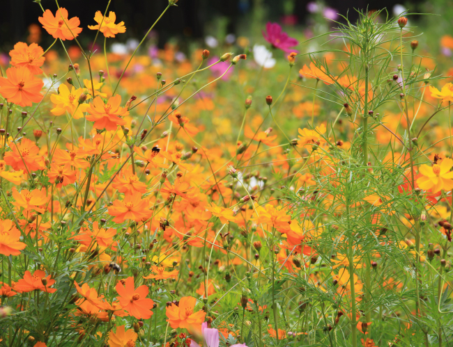 Tablou canvas : Floricele portocalii [4]