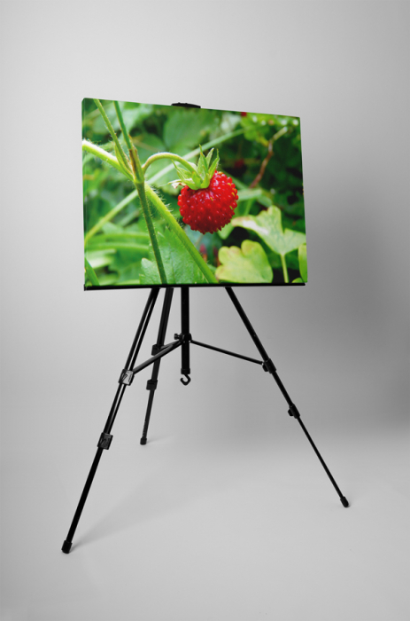 Tablou canvas : Fragi [3]