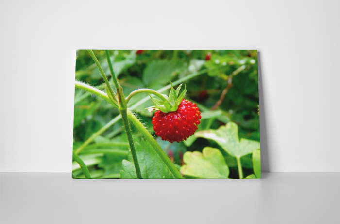 Tablou canvas : Fragi [2]