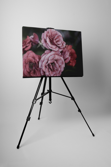 Tablou canvas : Trandafiri inghetate [3]