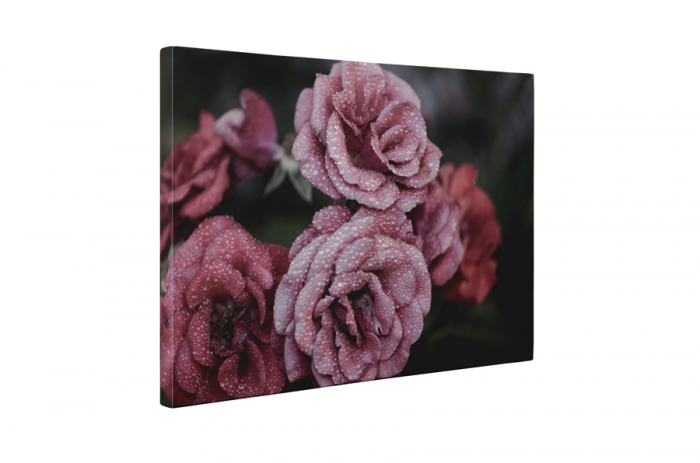 Tablou canvas : Trandafiri inghetate [5]