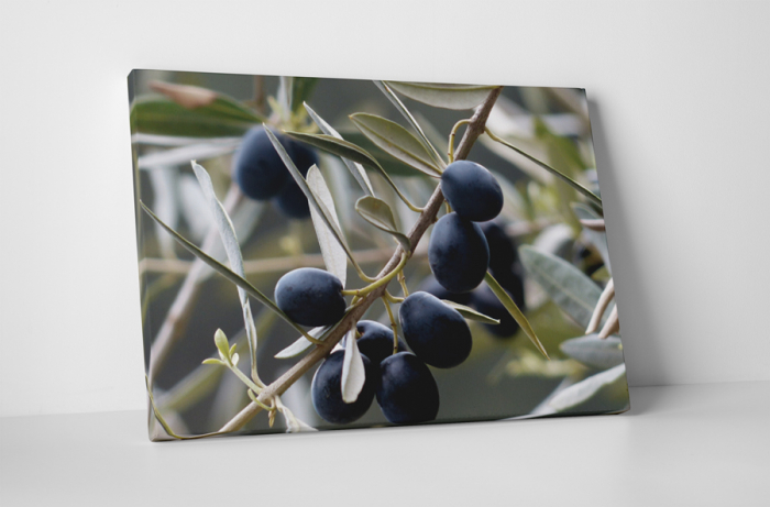 Tablou canvas : Masline [1]