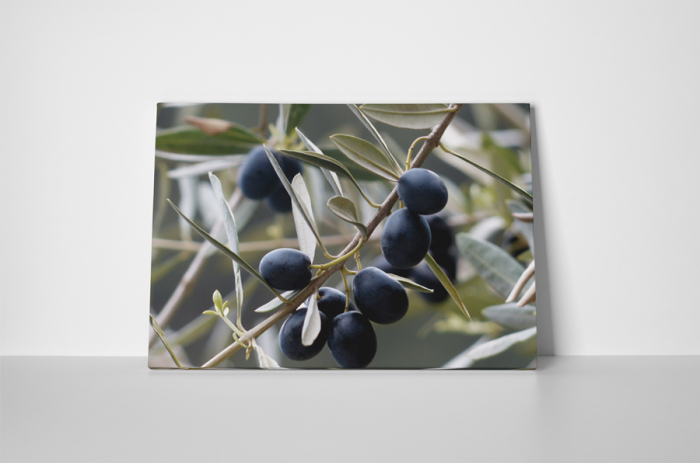 Tablou canvas : Masline [2]